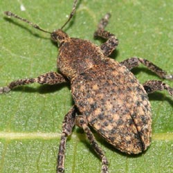 Neoglanis ovalis